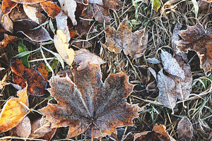 Frozen dry fallen maple leaves., a Nature Photo by rorygez fresh