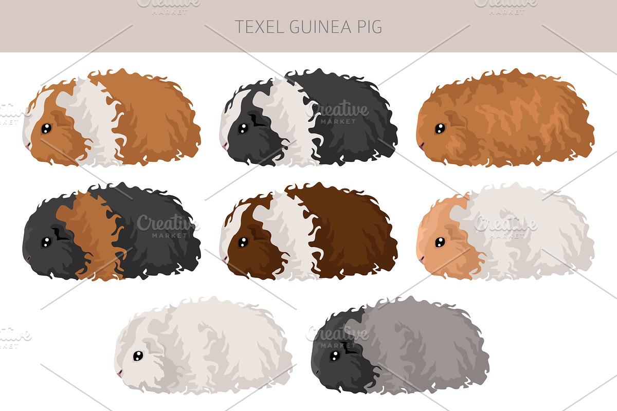 Texel Guinea Pig set, an Animal Illustration by pet design shop (Photo 2 of 5)