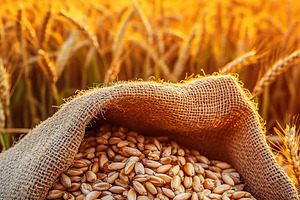 Harvesting wheat grains during sunset in a vibrant golden field, a Nature Photo by AlyaAnd