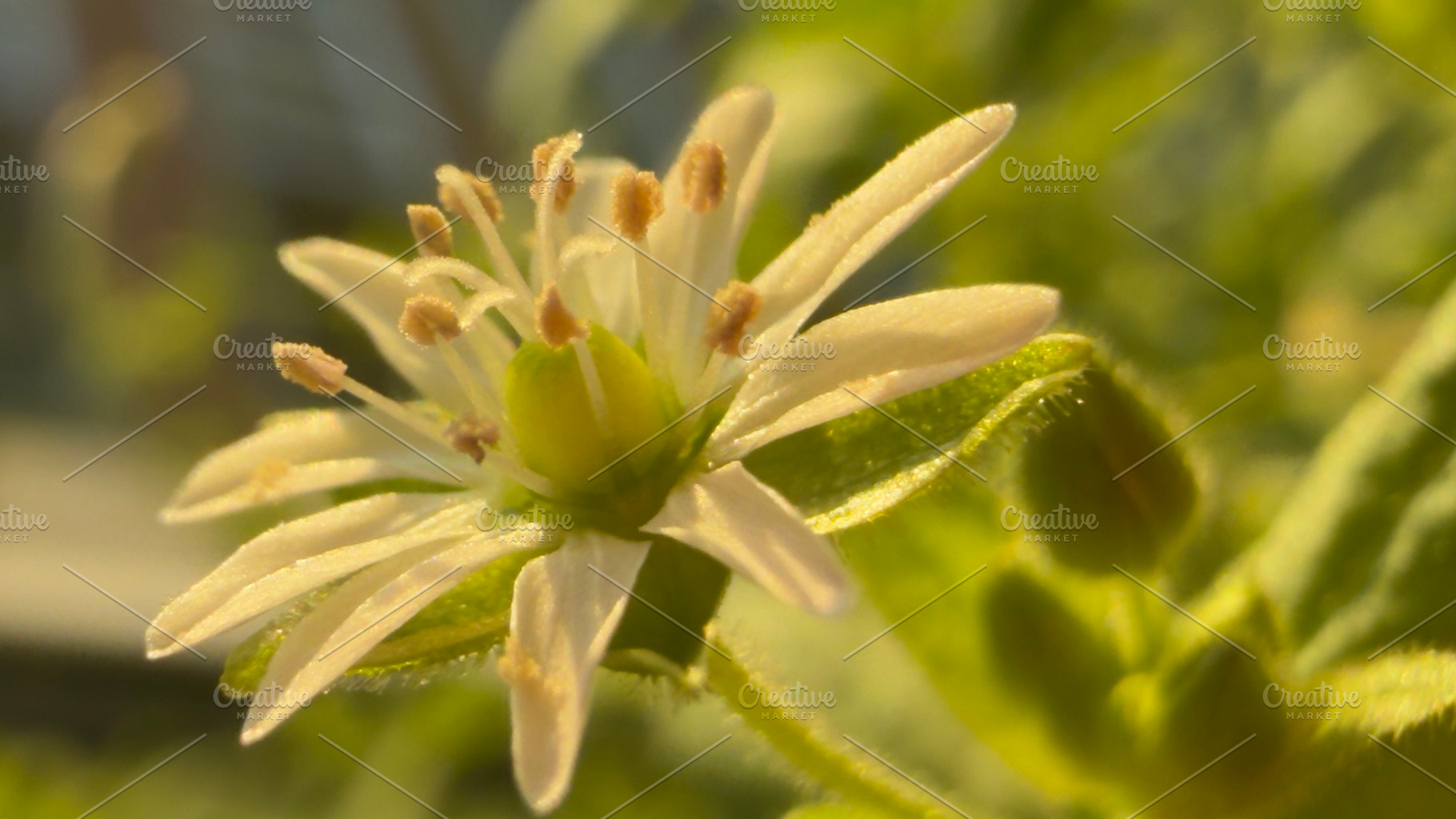 A close-up of a delicate white flower with green leaves, showcasing intricate p, a Nature Photo by Textures & Backgrounds