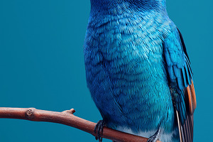 Close up of a vibrant blue bird, an Animal Photo by MistyDay
