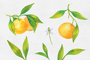 Tangerines. Watercolor collection, a Decorative Illustration by Maria's little shop (Thumbnail 2 of 11)