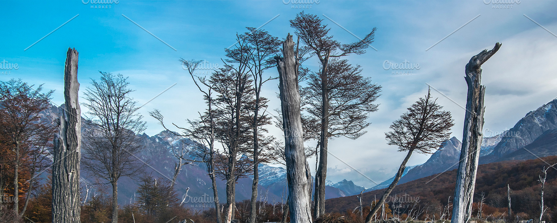 Dry forest landscape, tierra del fuego, argentina, a Nature Photo by DanFLCreativo