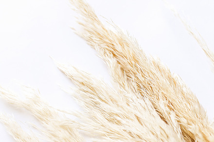 Close up Pampas Grass