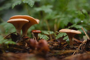 Forest floor fungi macro photo, a Nature Photo by René Jordaan Photography