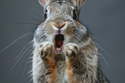 236 surprised animals, an Animal Photo by Handmadefont (Thumbnail 182 of 241)