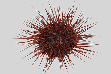 Sea urchin V1, an Environmental 3D Model by AndrewWhite
