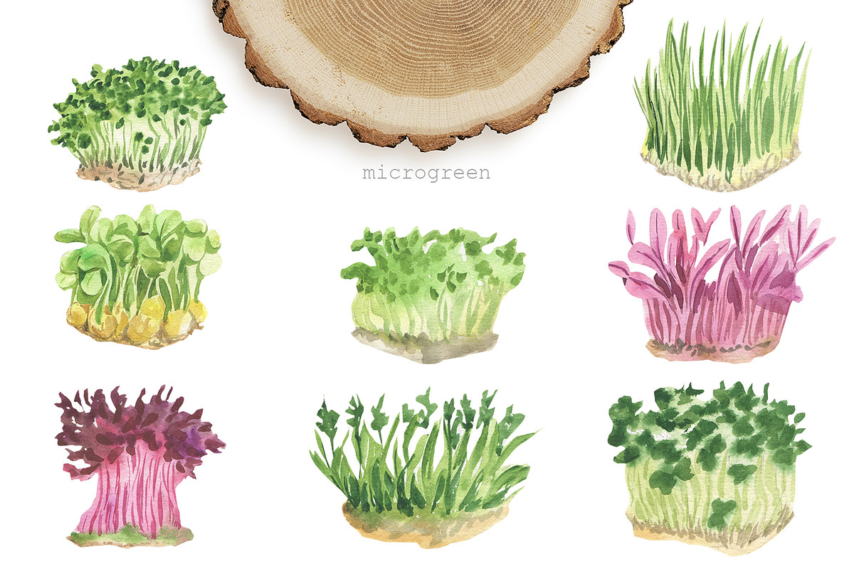 My garden. Watercolor set, an Illustration by Love Watercolor Store (Photo 6 of 13)