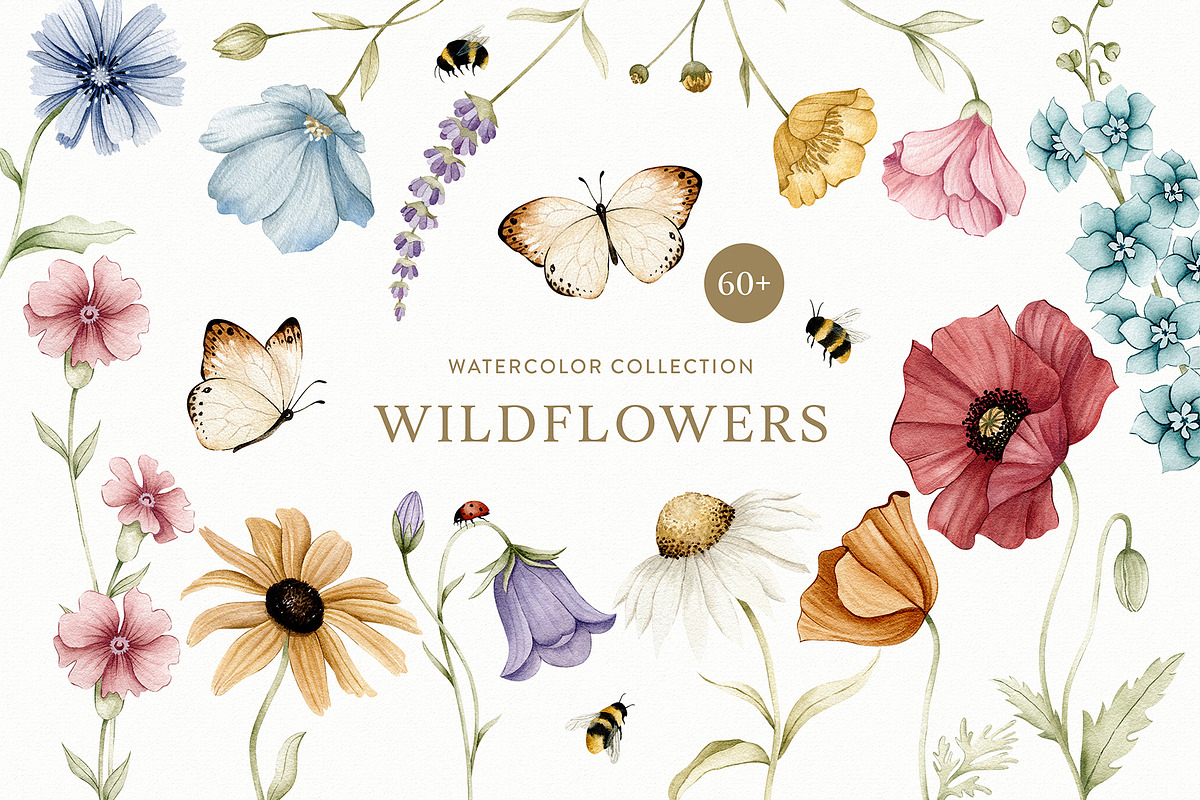 Watercolor Botanical Wildflowers Set, a Decorative Illustration by Carol Lozove (Photo 1 of 36)