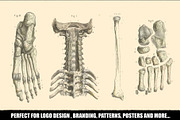100 Vintage Medical Illustrations, a Healthcare Illustration by Dene Studios (Thumbnail 3 of 7)