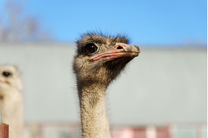 Ostrich from a close perspective in, an Animal Photo by darksoul72