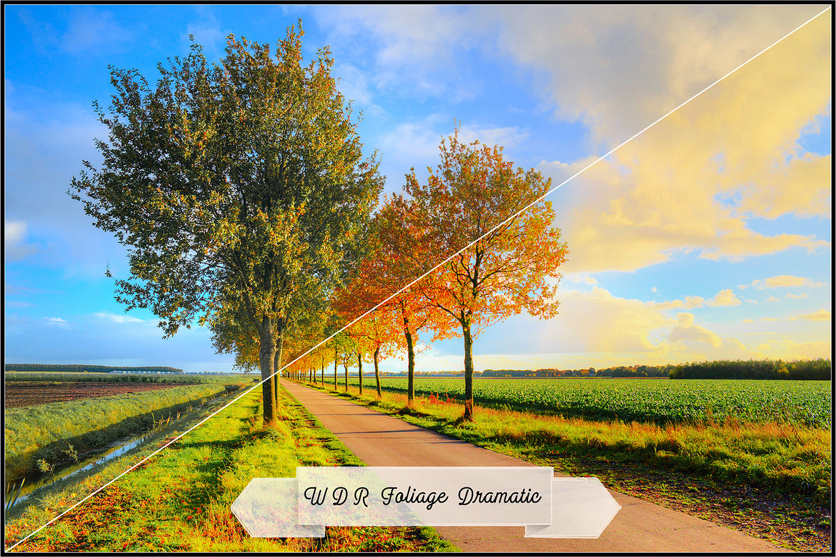 Wide Dynamic Range - Foliage preview 4