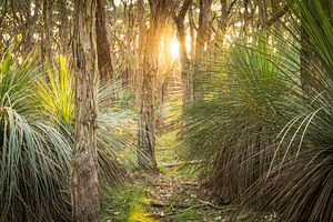 Golden Forest, a Nature Photo by THP Creative