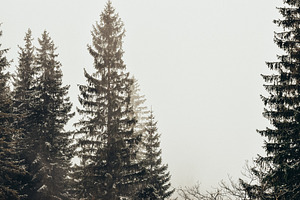 Winter forest in the fog stock photo containing tree and forest