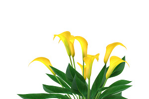 Calla Lily Yellow