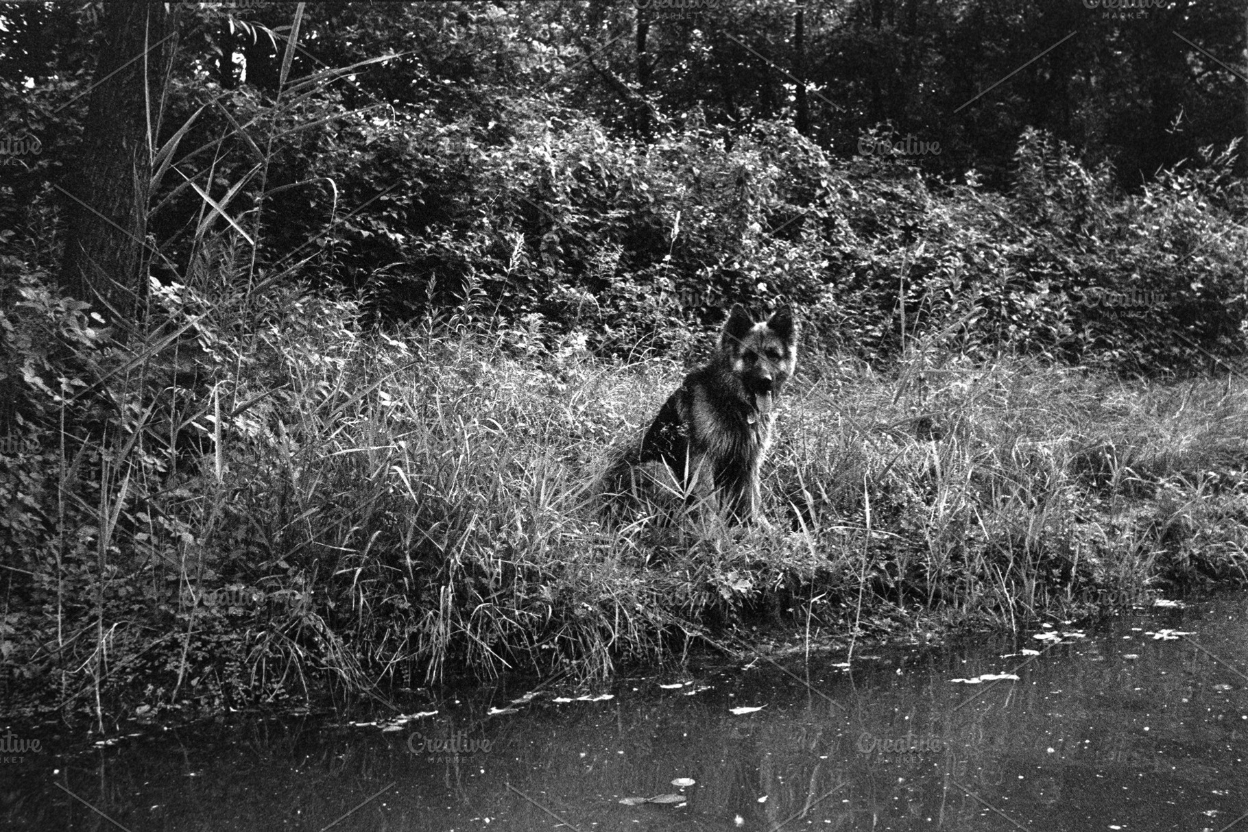 German Shepherd dog sitting in a meadow by a pond, a Photo by WorldOfPhotos