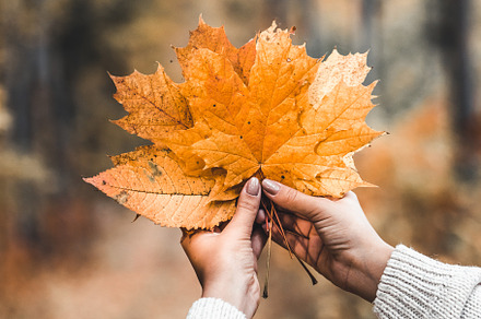 Woman's hand holding bunch of leafs