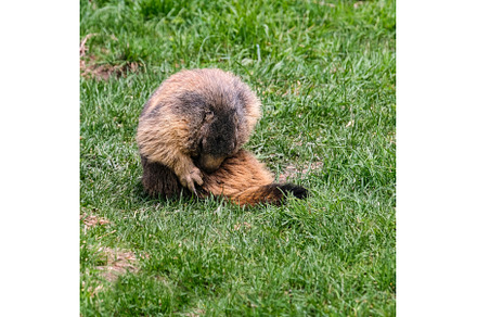 Alpine marmot, marmota marmota. It
