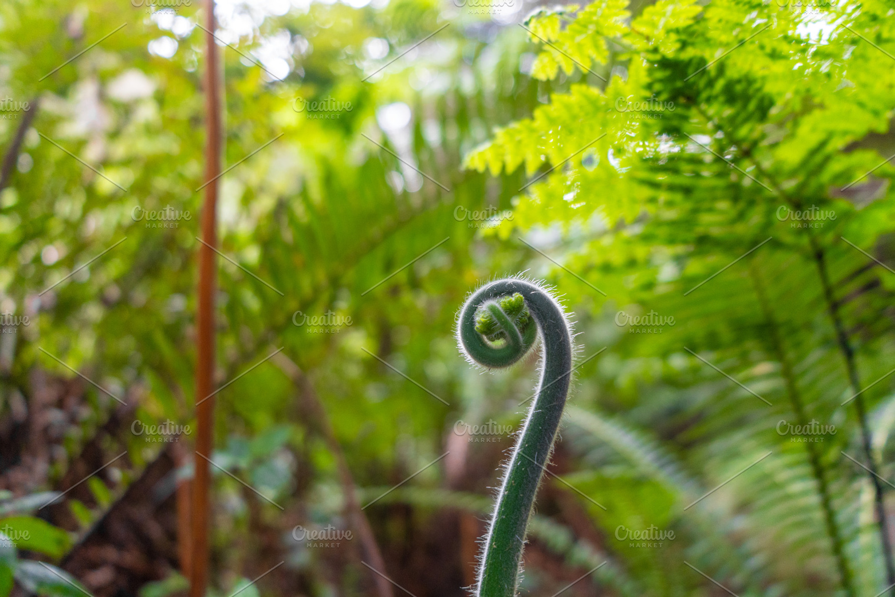 Young curled fern frond growing in a lush green forest environme, a Nature Photo by GoodGoods