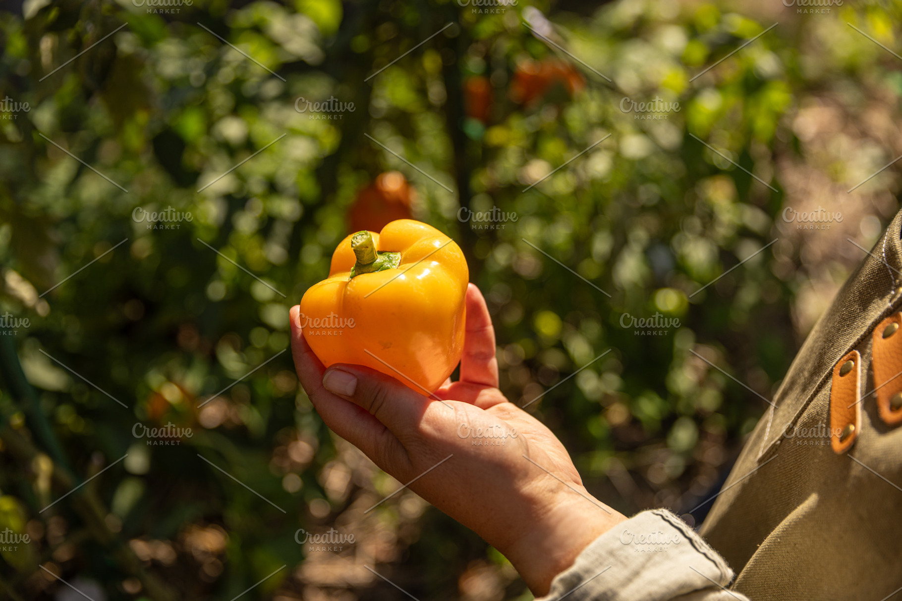 Gardener harvesting ripe yellow bell pepper, a Photo by Grafvision photography