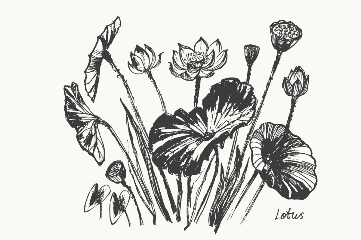 Lotus floral set, a Decorative Illustration by katya.bogina (Photo 3 of 5)
