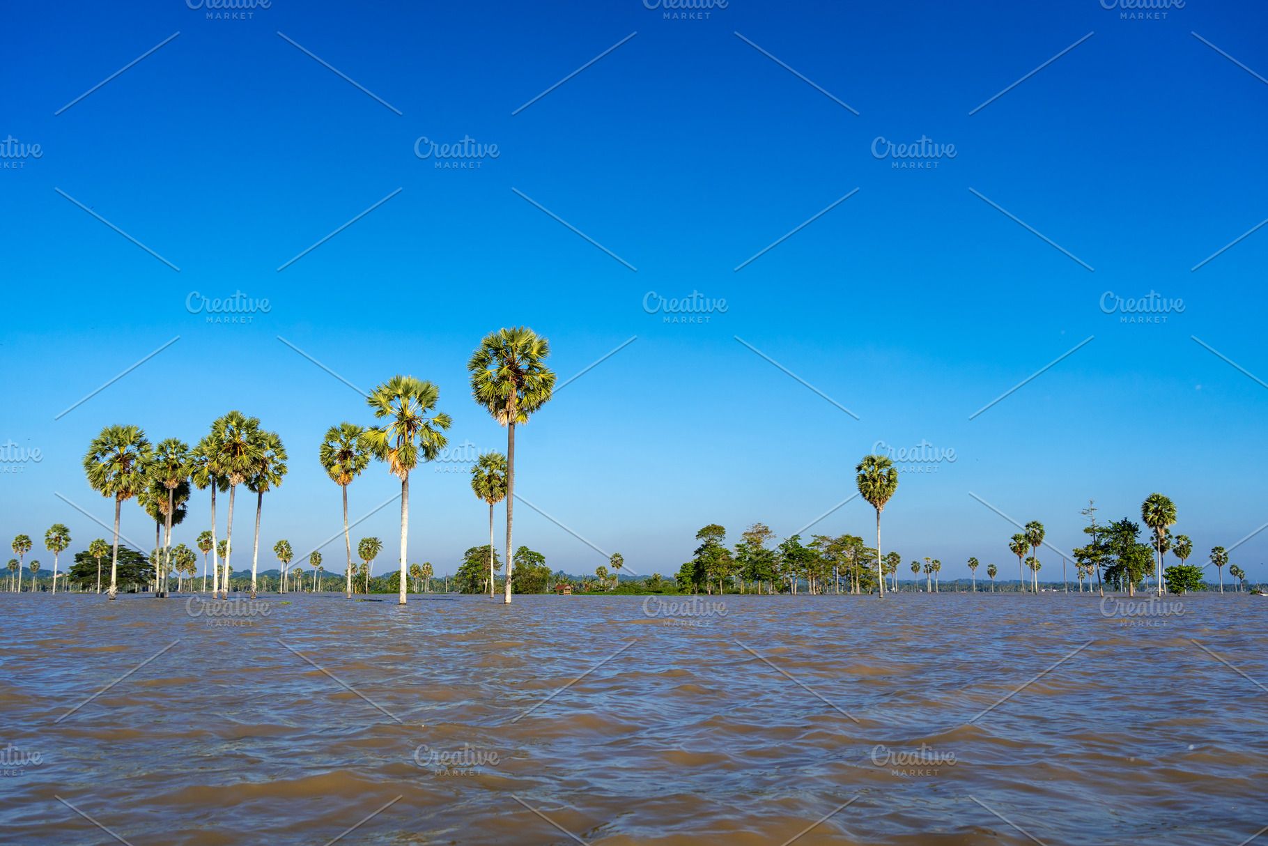 Borassus palm trees on Lake Tempe, South Sulawesi, Indonesia, a Nature Photo by GoodGoods
