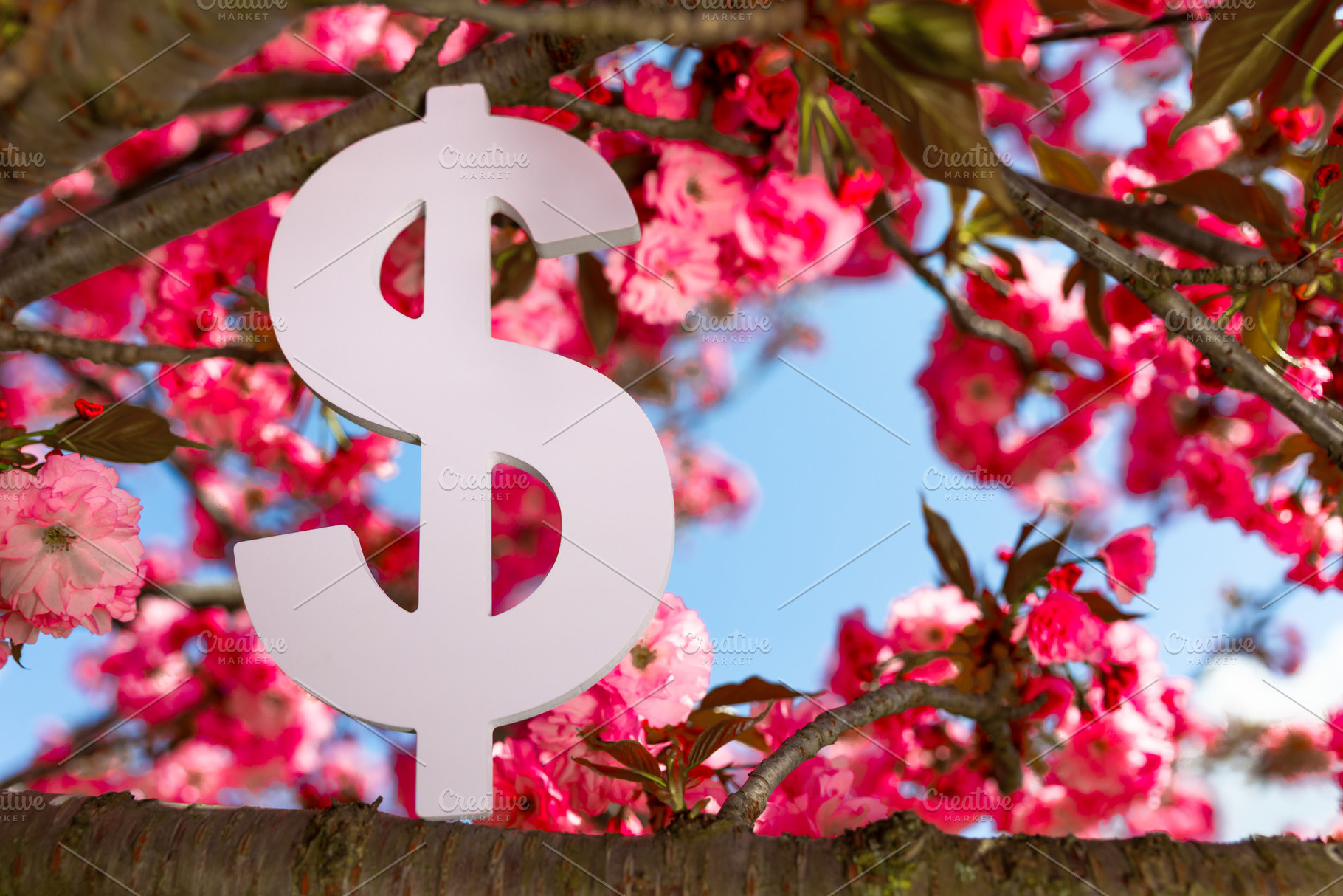 Large white dollar symbol displayed on a blooming cherry tree wi, a Person Photo by Ales Munt