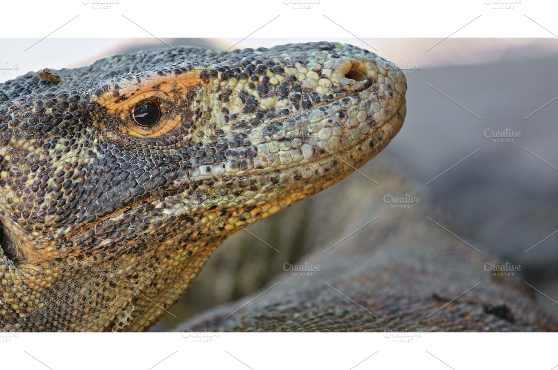 Komodo dragon resting showing its, an Animal Photo by Goinyk