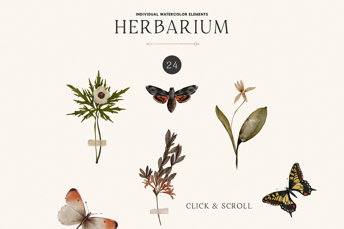 Herbarium: Pressed Dry Flowers vol.1, a Decorative Illustration by AnaPierceArt (Photo 3 of 12)