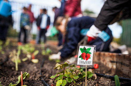 School garden containing school, friendship, and insight