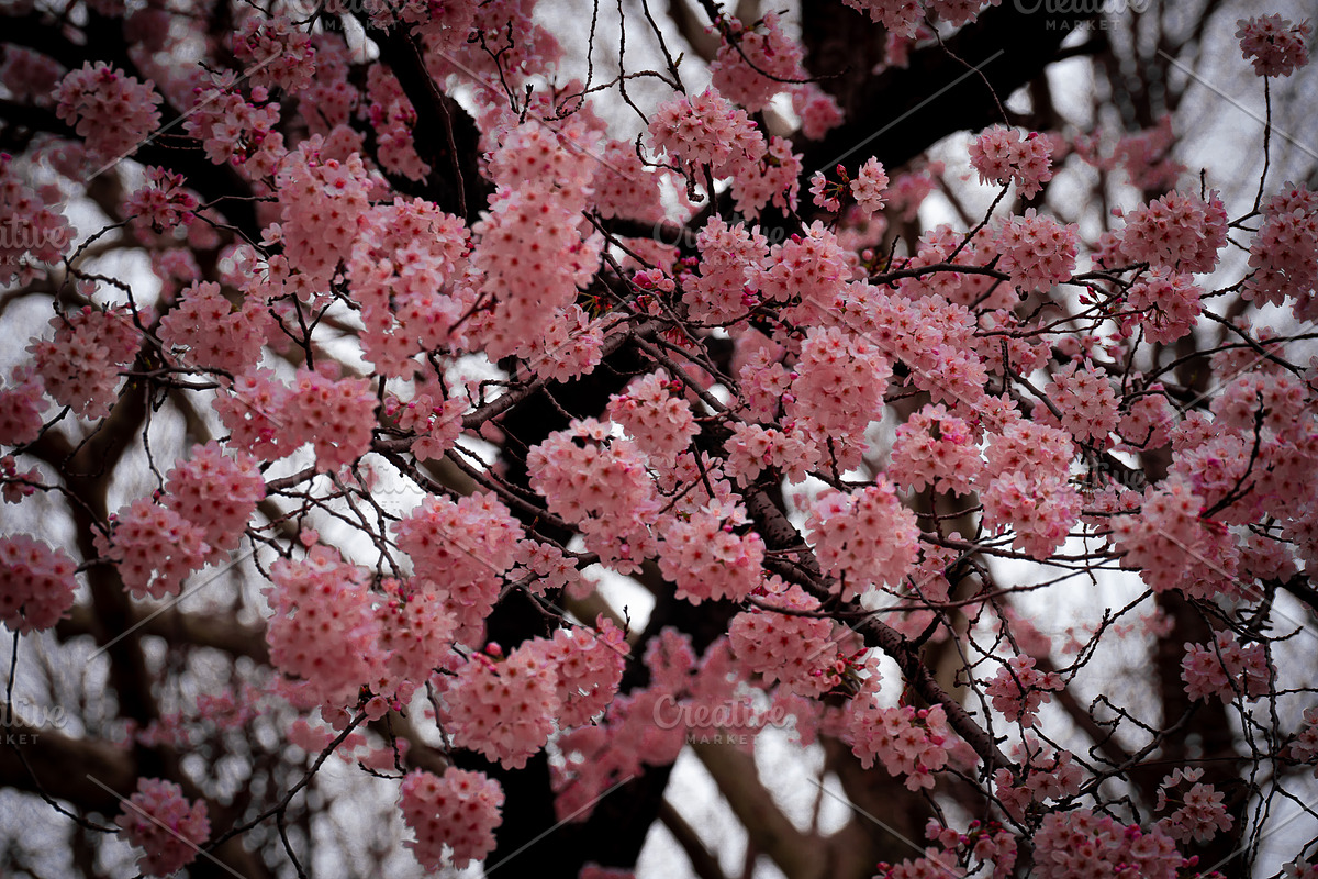 Japanese Cherry Blossom Photo Bundle, a Nature Photo by Silent Nature (Photo 1 of 10)
