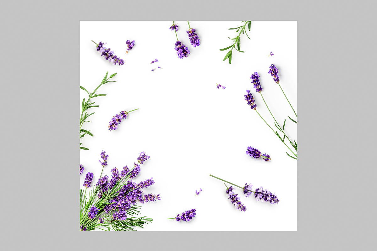 Lavender Herb Photo Pack, a Nature Photo by ifiStudio (Photo 8 of 14)