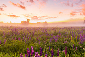 Panoramic field of lupine flowers blooming at dawn with fog. Scenic rural meado, a Nature Photo by Eugene_Photo