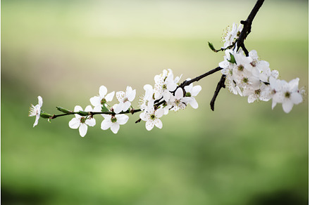 Apricot tree blossoms, a Nature Photo by Nature and travel