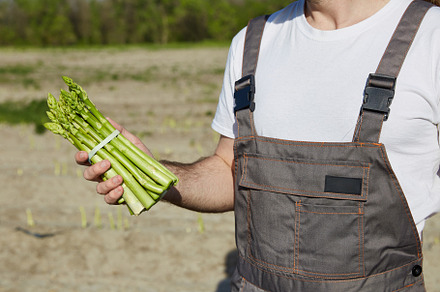 Farmer with bunch of green asparagus on field background