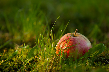Apples on the grass stock photo containing apple and earth preview 6