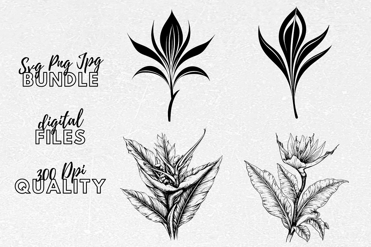 Bird Of Paradise Flower SVG Clipart, an Illustration by YouniqueArtwork (Photo 1 of 5)