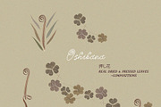 Oshibana Dried & Pressed Fall Leaves, an Object Graphic by Lana Elanor (Thumbnail 17 of 17)