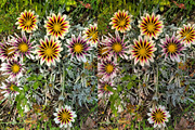 GRUNGY PRESSURE ROLLER TEXTURES, a Texture Graphic by MatildeGraphics (Thumbnail 11 of 12)