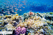 Underwater Photography Presets, a Plug-in Add-On by FixThePhoto (Thumbnail 23 of 32)