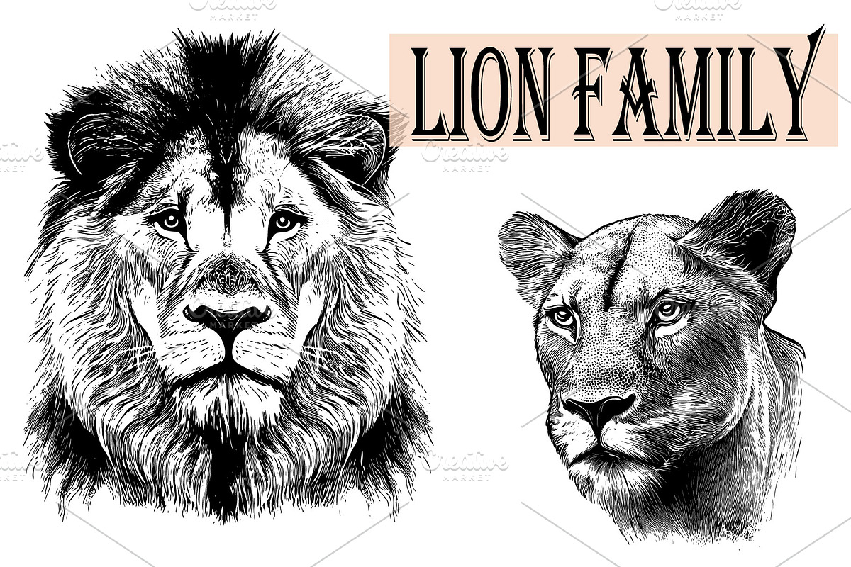 LION FAMILY set, an Animal Illustration by IPVector (Photo 2 of 13)