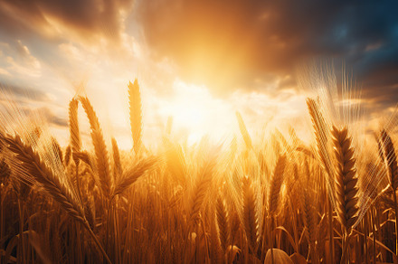 Wheat field with blue sky, a Nature Photo by AlyaAnd