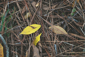 Yellow leaf stock photo containing leaf and leaves
