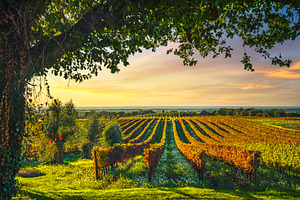 Bolgheri vineyards and a tree. Italy