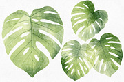 4 Monstera Botanical Illustrations, an Object Graphic by Helga Wigandt (Thumbnail 2 of 5)