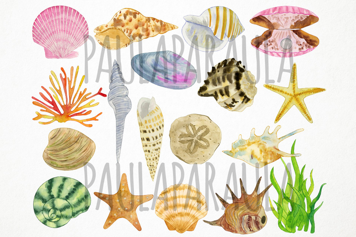 Watercolor Seashells Clipart, Shells, an Object Graphic by Paulaparaula (Photo 2 of 3)