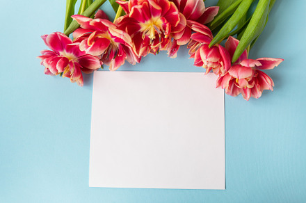 Creative spring composition of tulips with pastel blue paper and white sheet fo, an Abstract Photo by Artsaba Family