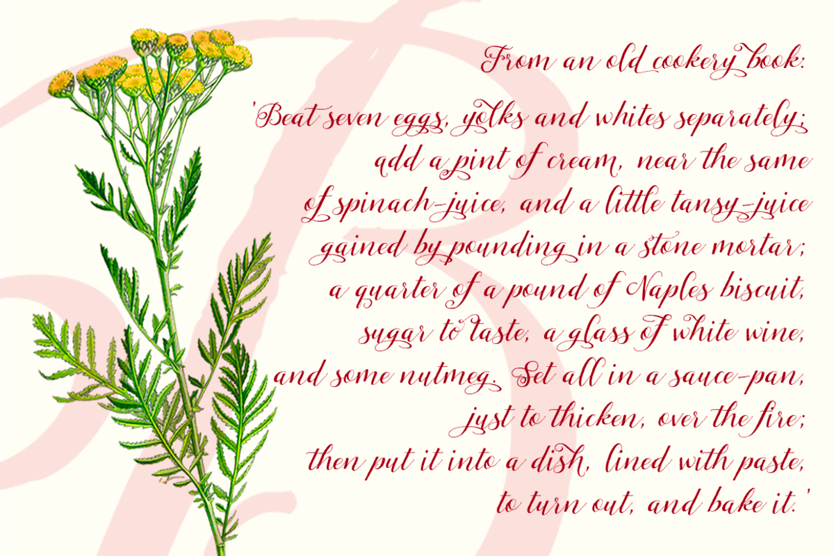 Tansy preview 2