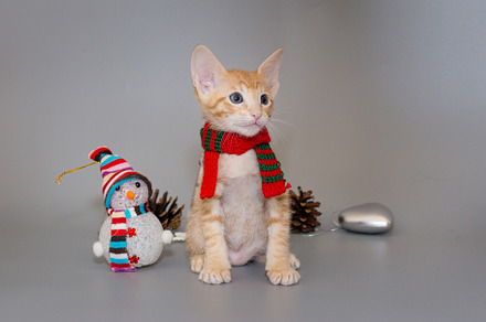 Small  oriental kitten in a red scarf