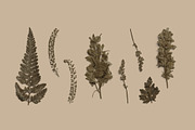 Umber Pressed Botanical PNG, an Object Graphic by Custom Scene (Thumbnail 1 of 8)